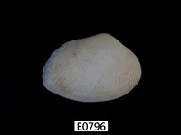 藏品(紫晃蛤)的圖片